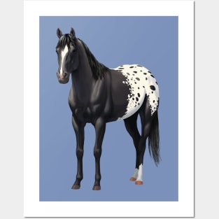 Black Quarter Horse Stallion Appaloosa Posters and Art